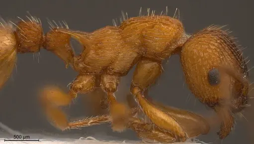 Myrmica aloba - ANTWEB1008455