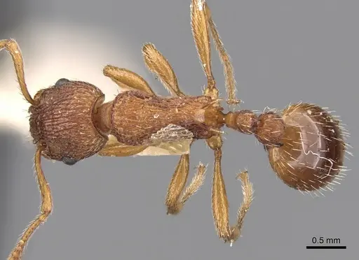 Myrmica aloba - CASENT0280820