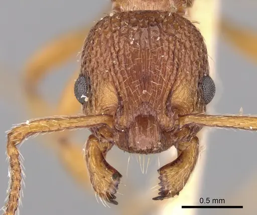 Myrmica aloba - CASENT0280820