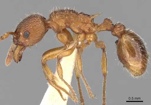 Myrmica aloba - CASENT0280820