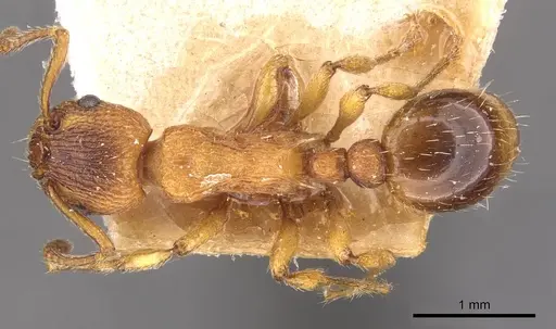 Myrmica aloba - CASENT0907652