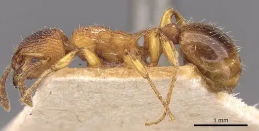 Myrmica aloba - CASENT0907652