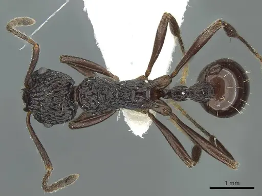 Myrmica alperti specimen