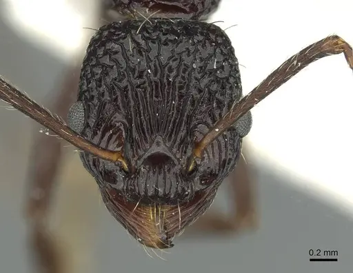 Myrmica alperti specimen