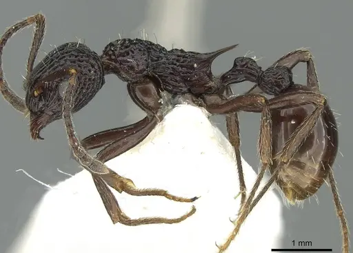 Myrmica alperti specimen