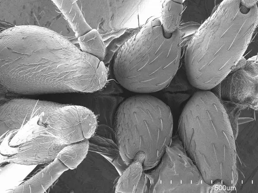 Myrmica americana specimen