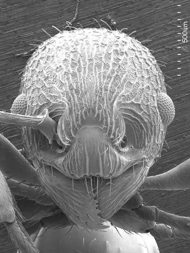 Myrmica americana specimen