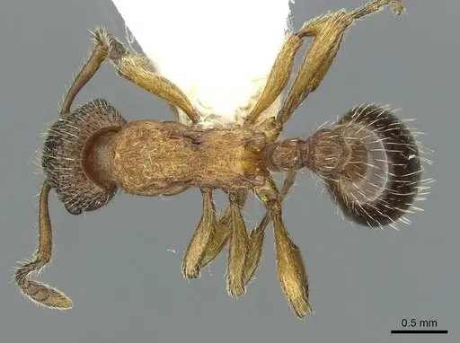 Myrmica anatolica specimen