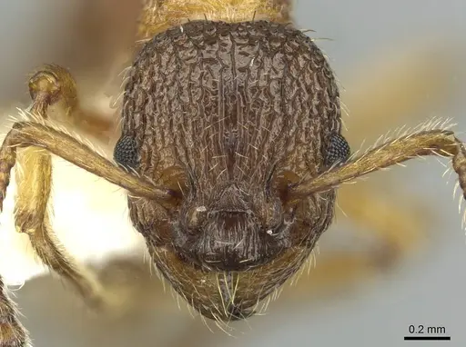 Myrmica anatolica specimen