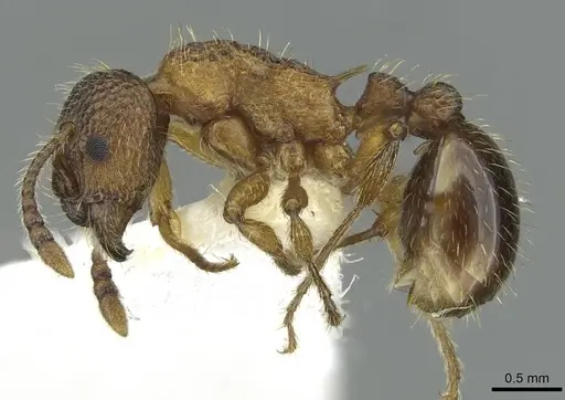 Myrmica anatolica specimen