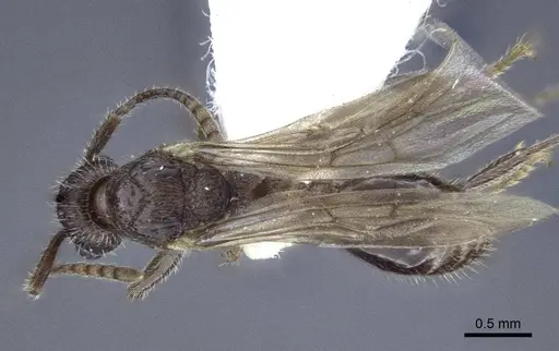 Myrmica anatolica - CASENT0916685