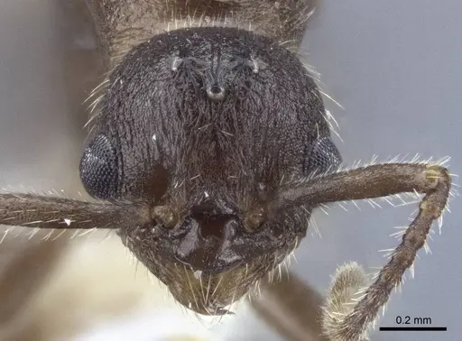 Myrmica anatolica - CASENT0916685