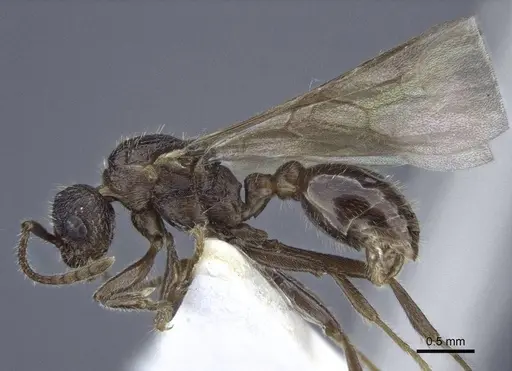 Myrmica anatolica - CASENT0916685