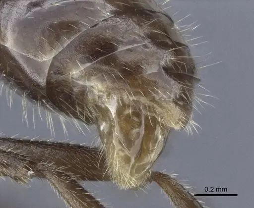 Myrmica anatolica - CASENT0916685