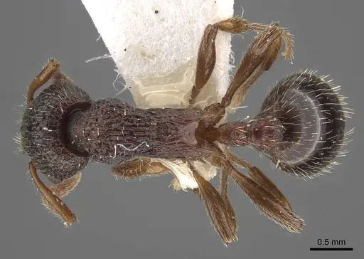 Myrmica anatolica - CASENT0917512