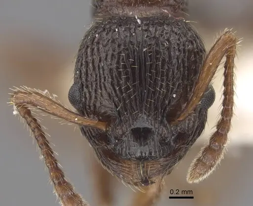 Myrmica anatolica - CASENT0917512