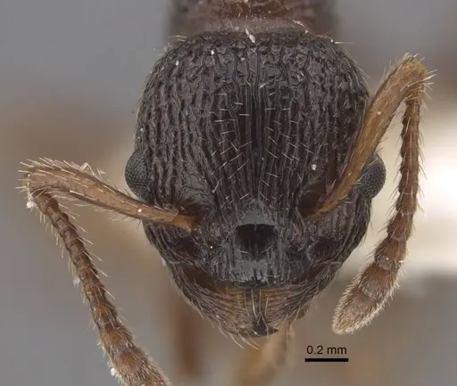 Myrmica anatolica - CASENT0917512