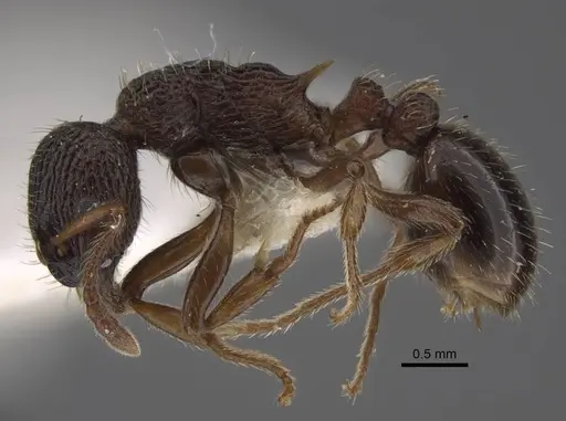 Myrmica anatolica - CASENT0917512