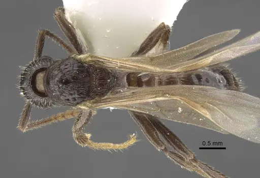 Myrmica anatolica - CASENT0917513