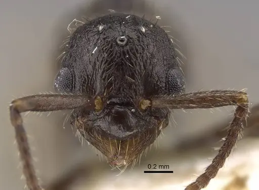 Myrmica anatolica - CASENT0917513