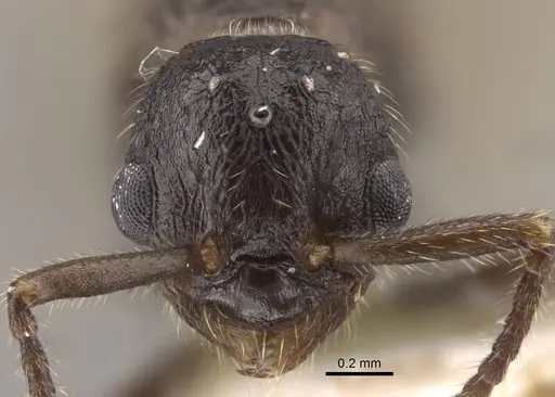 Myrmica anatolica - CASENT0917513