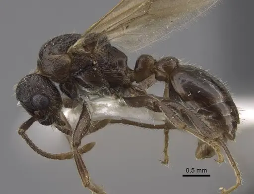 Myrmica anatolica - CASENT0917513