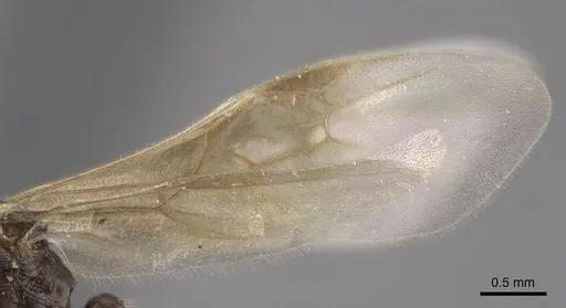 Myrmica anatolica - CASENT0917513