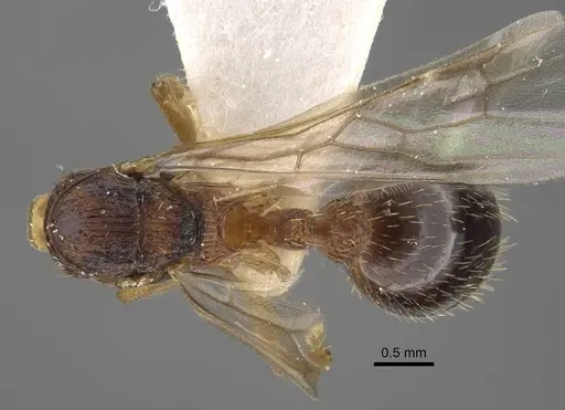 Myrmica anatolica - CASENT0917514