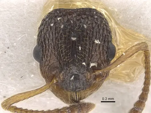 Myrmica anatolica - CASENT0917514