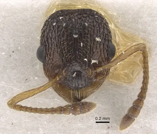 Myrmica anatolica - CASENT0917514