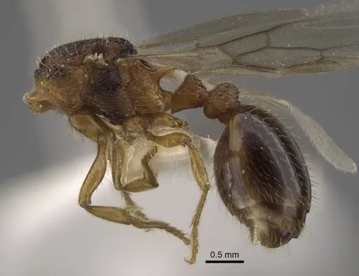 Myrmica anatolica - CASENT0917514