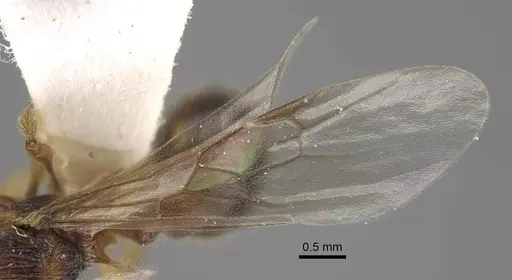 Myrmica anatolica - CASENT0917514