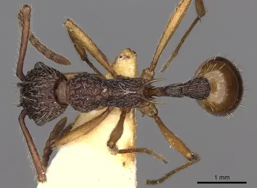 Myrmica angulata specimen