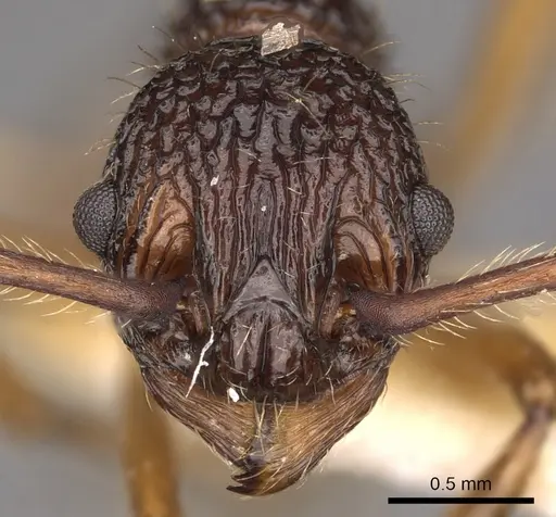 Myrmica angulata specimen