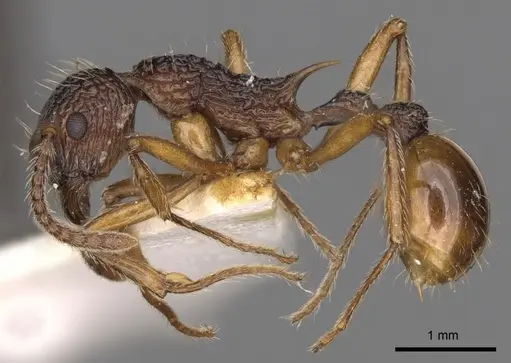 Myrmica angulata specimen