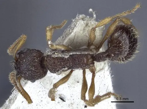 Myrmica angulinodis specimen