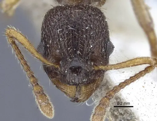 Myrmica angulinodis specimen