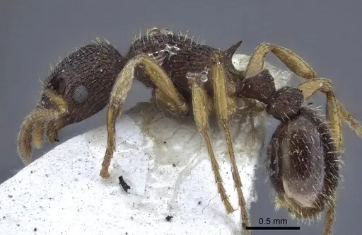 Myrmica angulinodis specimen