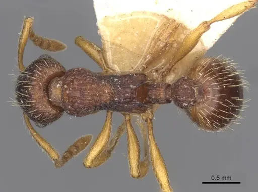 Myrmica angulinodis - CASENT0916888