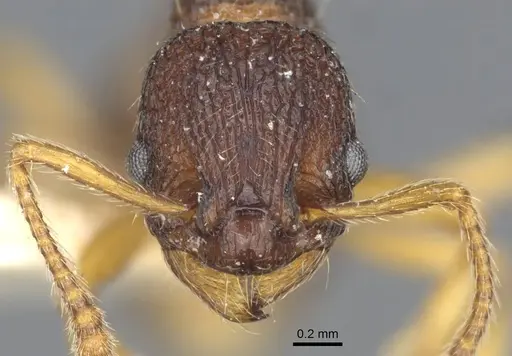 Myrmica angulinodis - CASENT0916888
