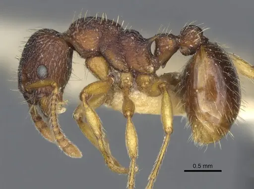 Myrmica angulinodis - CASENT0916888