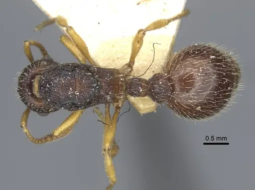 Myrmica angulinodis - CASENT0916889