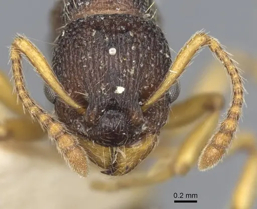 Myrmica angulinodis - CASENT0916889