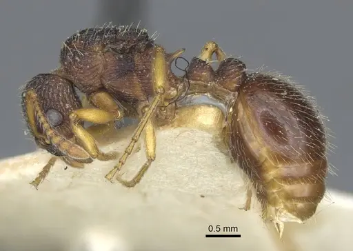 Myrmica angulinodis - CASENT0916889