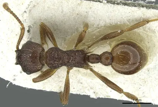 Myrmica arisana specimen