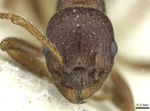 Myrmica arisana specimen