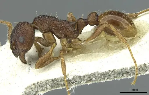 Myrmica arisana specimen
