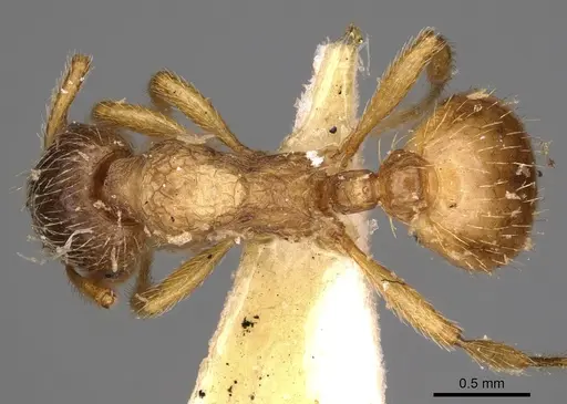 Myrmica arnoldii specimen