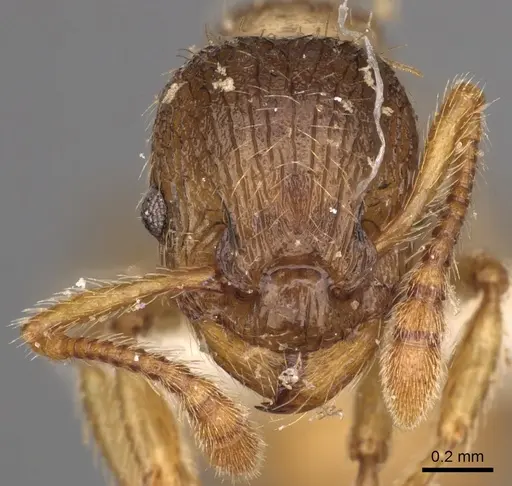 Myrmica arnoldii specimen
