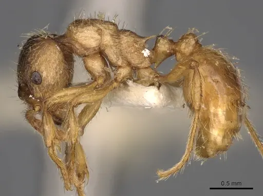 Myrmica arnoldii specimen